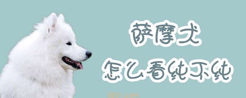萨摩犬怎么看纯不纯(图1)