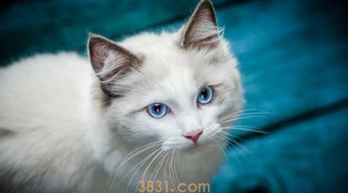 波米拉猫怎么养 波米拉猫饲养要点(图1)