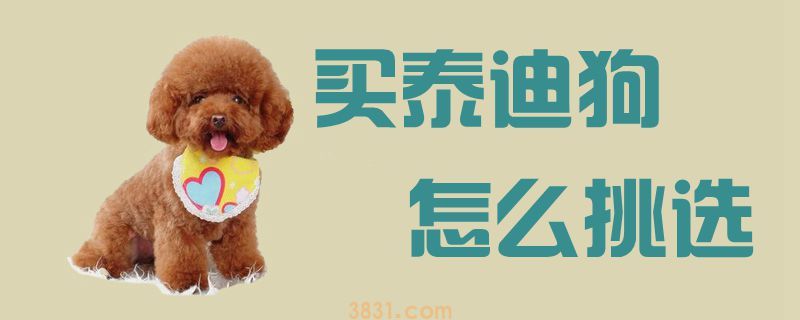 买泰迪狗怎么挑选(图1)