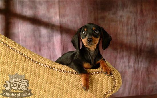 腊肠犬智商排名第几 腊肠犬智商低吗(图1)