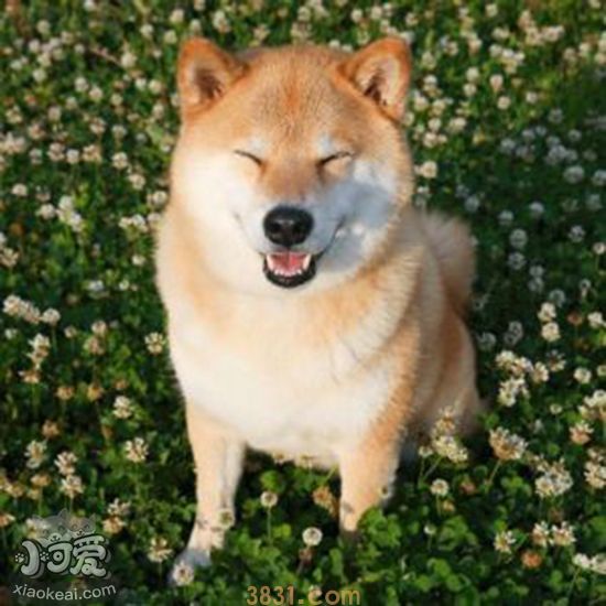 秋田犬性格怎么样 秋田犬性格特点介绍(图1)