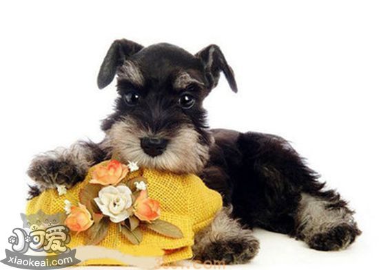 雪纳瑞性格好不好 雪纳瑞性格特点介绍(图1)