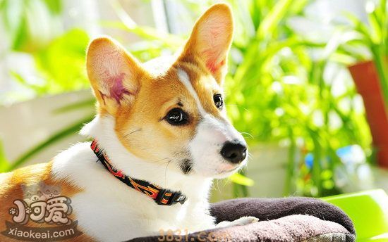 柯基犬智商高吗 柯基犬智商排名介绍(图1)