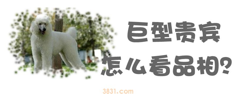 巨型贵宾怎么看品相(图1)