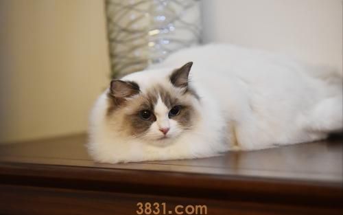 如何训练布偶猫 布偶猫乖乖听话小技巧(图1)