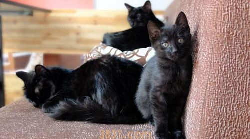 养孟买猫之前要准备什么 孟买猫饲养准备(图1)