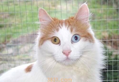 土耳其梵猫怎么养 土耳其梵猫饲养心得(图1)