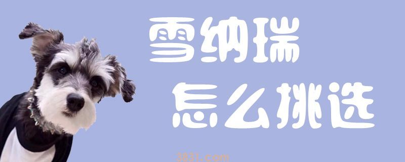 雪纳瑞怎么挑选(图1)