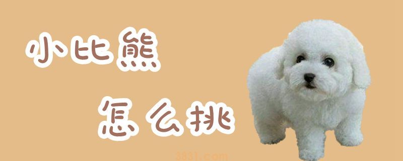 小比熊怎么挑(图1)