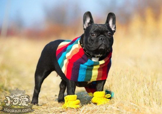 什么狗最干净最好养 最好养的狗是什么(图2)