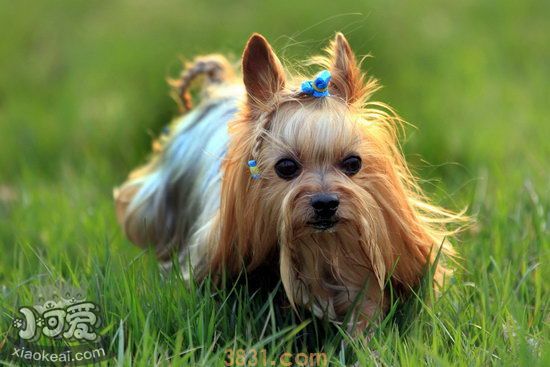 什么狗最干净最好养 最好养的狗是什么(图1)