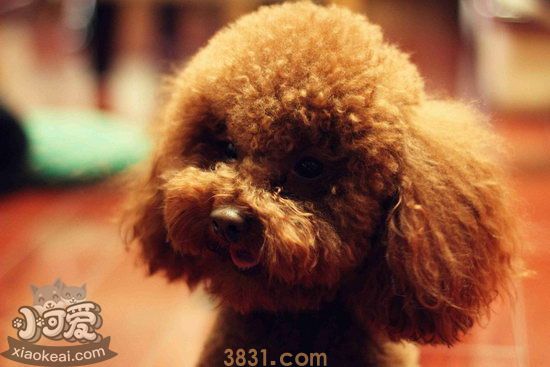 什么狗最干净最好养 最好养的狗是什么(图4)