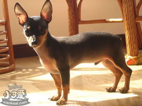 什么狗最干净最好养 最好养的狗是什么(图5)