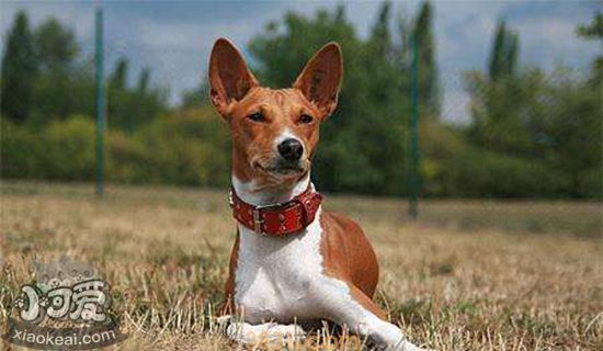 巴仙吉犬价格多少 巴仙吉犬多少钱一只(图1)