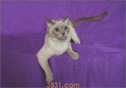 东奇尼猫怎么修毛 东奇尼猫修毛方法(图1)