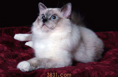 威尔斯猫怎么养 威尔斯猫饲养方法(图1)