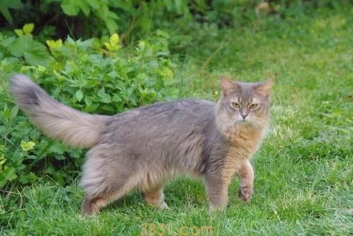 索马里猫不乱抓家具训练方法(图1)