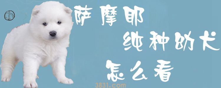 萨摩耶纯种幼犬怎么看(图1)