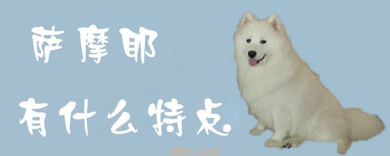 萨摩耶有什么特点(图1)