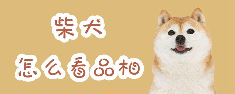 柴犬怎么看品相(图1)