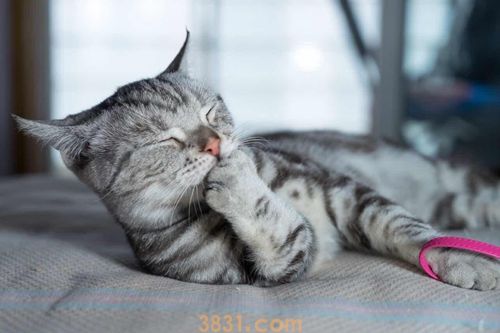 怎么训练美国短尾猫不跳上床(图1)