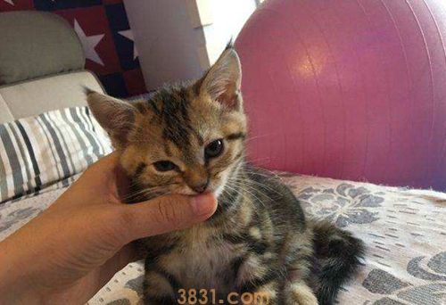 美国短尾猫怎么洗澡 美国短尾猫洗澡注意事项(图1)