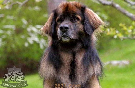 狗的用途种类有哪些 狗的用途大全(图1)