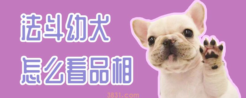 法斗幼犬怎么看品相(图1)