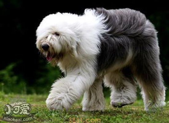 英国古代牧羊犬性格好不好 英国古牧犬性格特点介绍(图1)