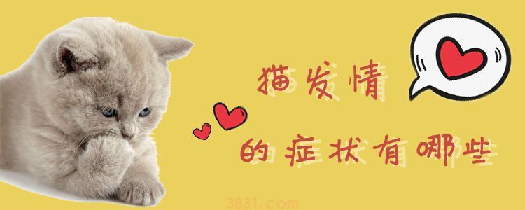 猫发情的症状有哪些(图1)
