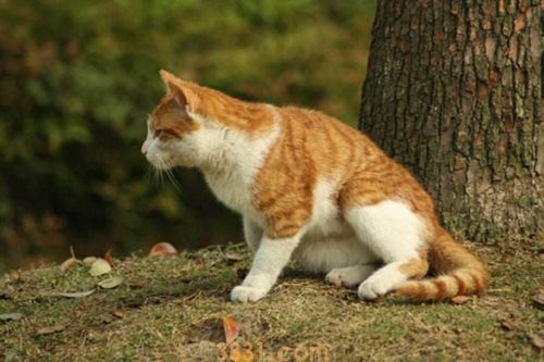 猫咪没精神怎么办 猫咪没有精神原因(图1)