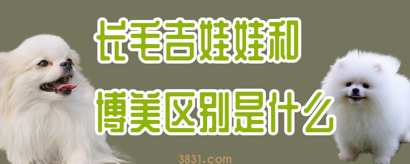 长毛吉娃娃和博美区别是什么(图1)