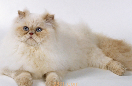 波斯猫喂食需要注意什么 健康波斯猫喂养攻略(图1)