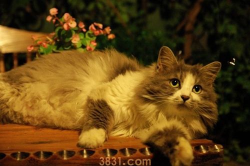 挪威森林猫怎么养 挪威森林猫饲养方法(图1)