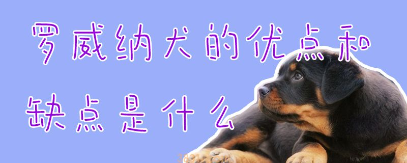 罗威纳犬的优点和缺点是什么(图1)