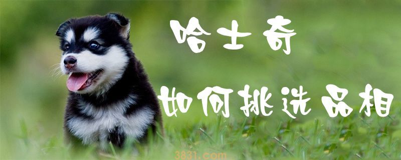 哈士奇如何挑选品相(图1)