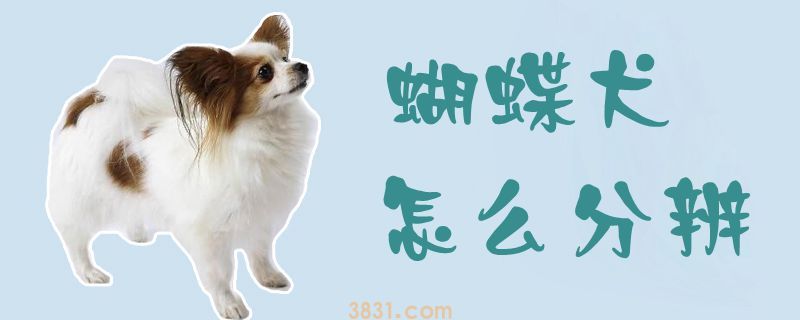 蝴蝶犬怎么分辨(图1)