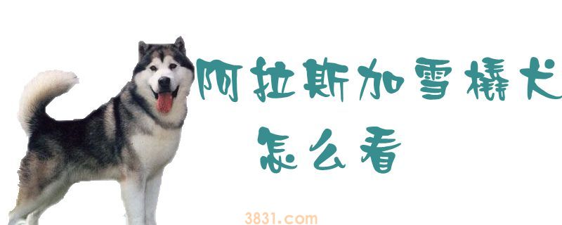 阿拉斯加雪橇犬怎么看(图1)