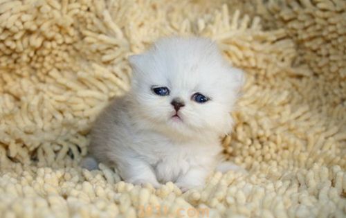 波斯猫怎么养 波斯猫养护知识(图1)