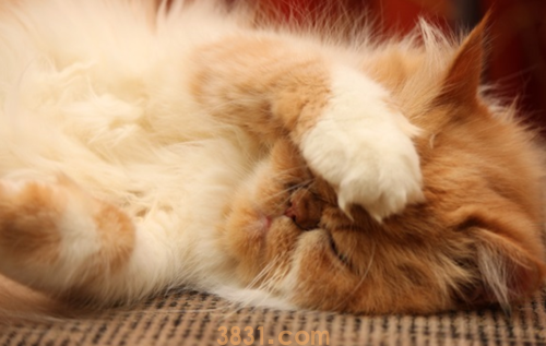 波斯猫拉肚子怎么办 波斯猫拉肚子解决办法(图1)