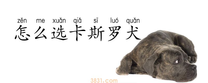 怎么选卡斯罗犬(图1)