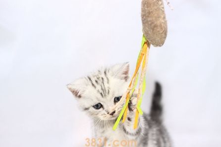 美国短毛猫如何调教 美短训练方法(图2)