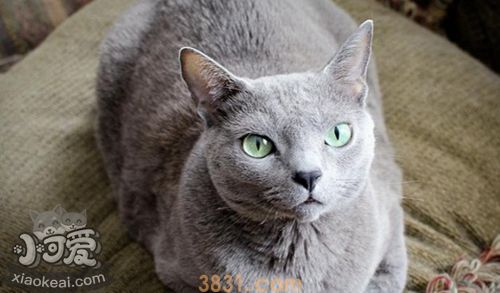 俄罗斯蓝猫怎么洗澡 蓝猫洗澡方法(图1)