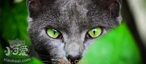 俄罗斯蓝猫不能吃什么 俄罗斯蓝猫喂食注意事项(图1)