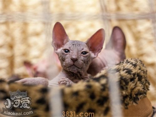 加拿大无毛猫多涎症怎么治疗(图1)