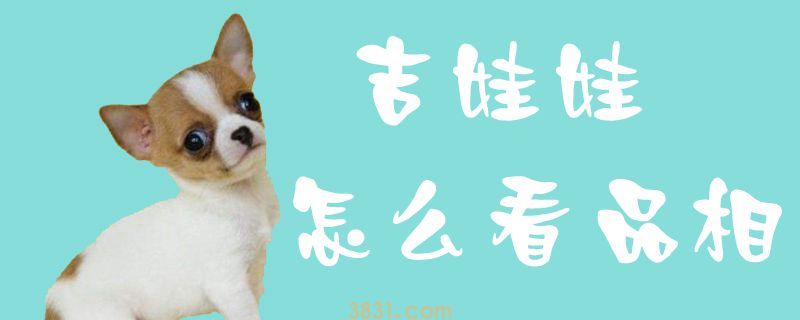 吉娃娃怎么看品相(图1)