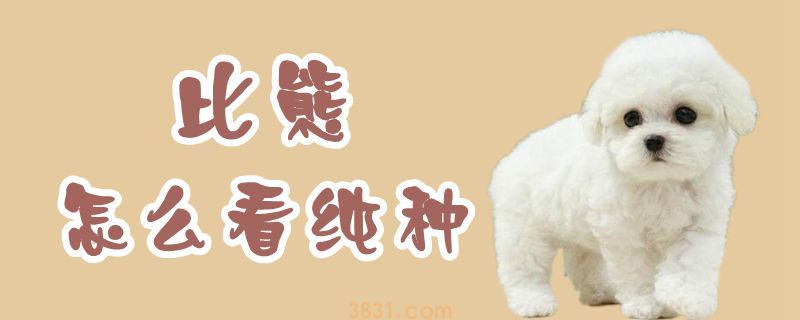 比熊怎么看纯种(图1)