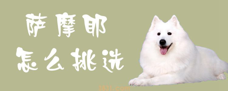 萨摩耶怎么挑选(图1)