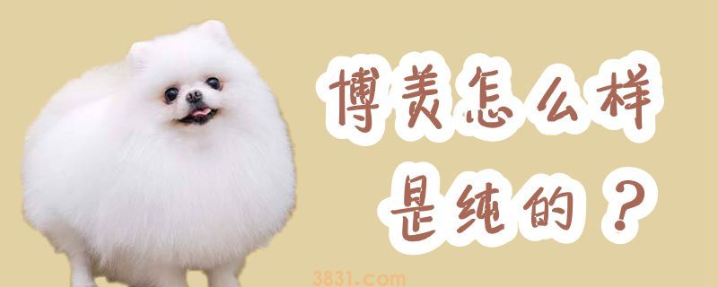 博美怎么样是纯的(图1)