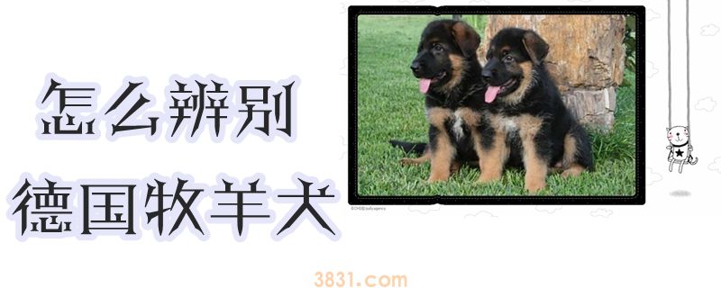 怎么辨别德国牧羊犬(图1)